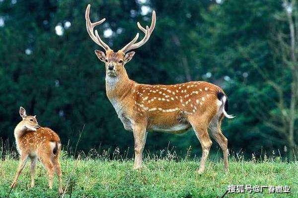 新澳门免费资料大全最新版本介绍与产品释义解释落实