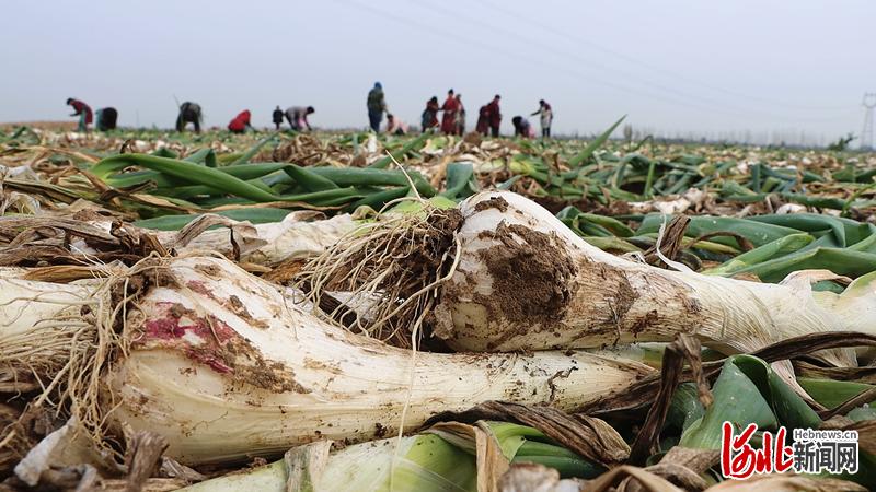 一码一肖，科学解答与资料落实的重要性
