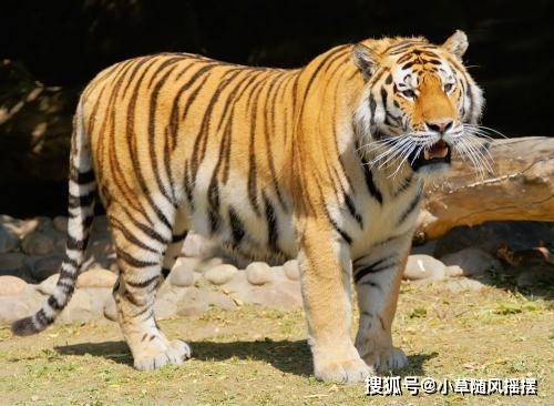 关于三肖三码最准的资料的科学解答与解释